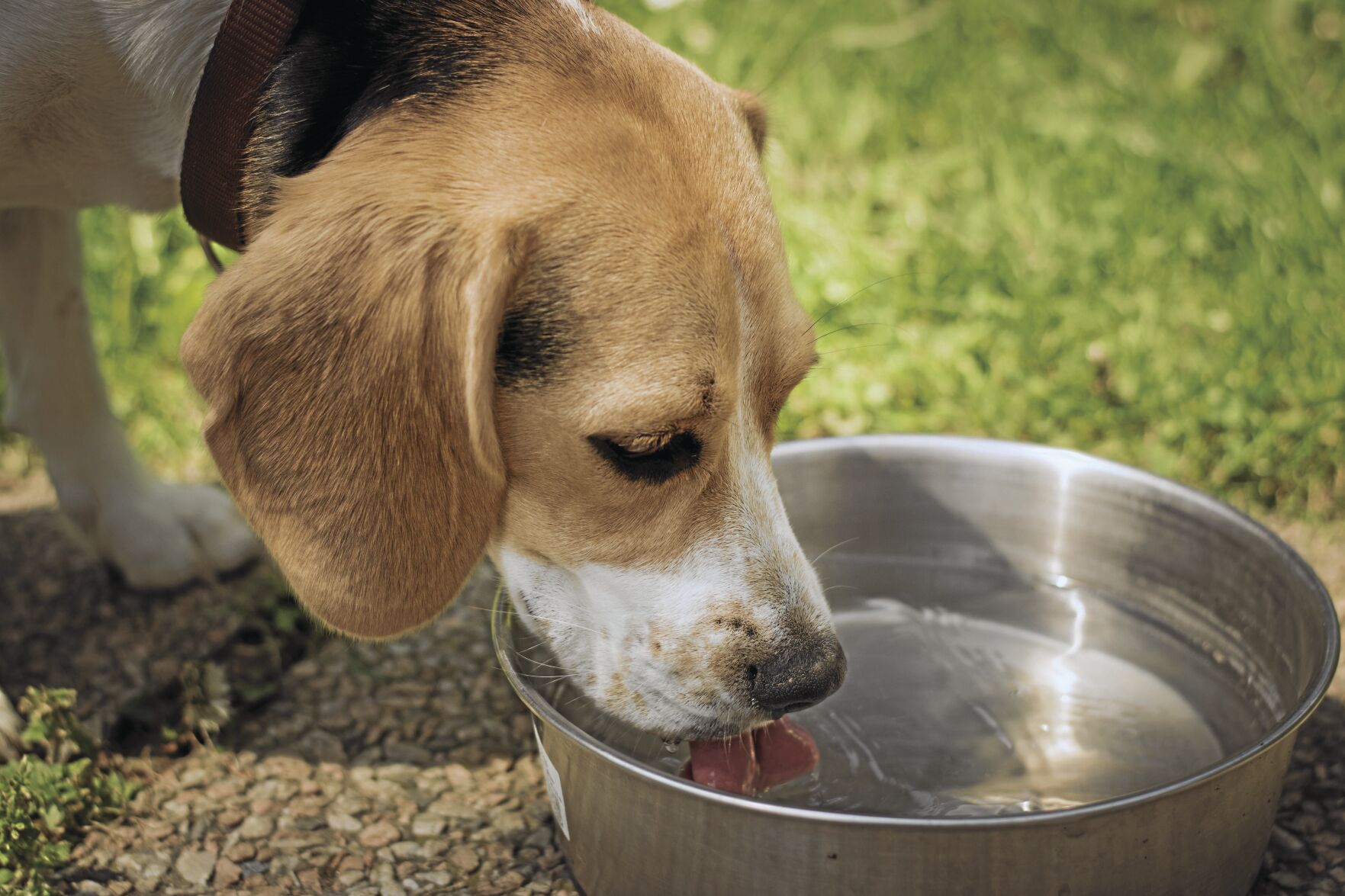 dog-1378087 (1)_CMYK.jpg